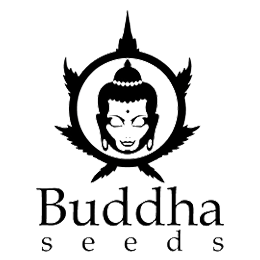 Buddha Seeds